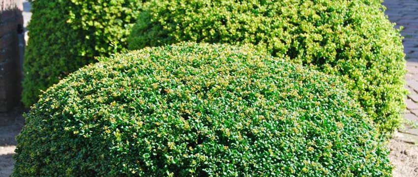 Creëer een Groene Oase met Laurierkers en Japanse Hulst van Planta.nl